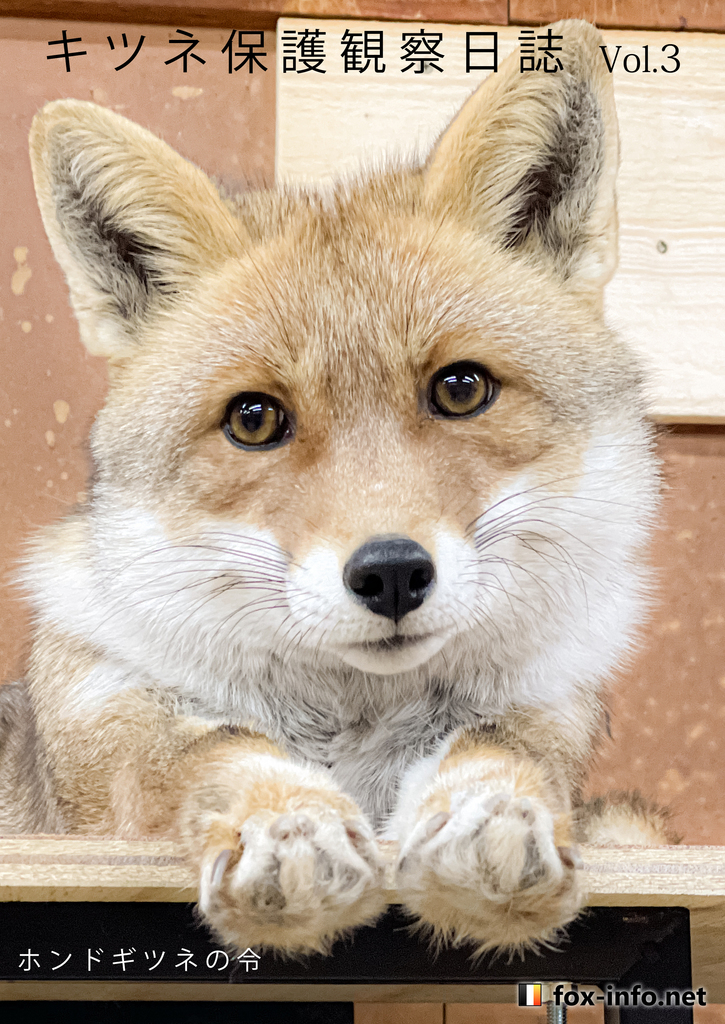 ポンキツネページ キツネ写真集」キツネ保護観察日誌 Vol.3 -ホンドギツネの令- - fox