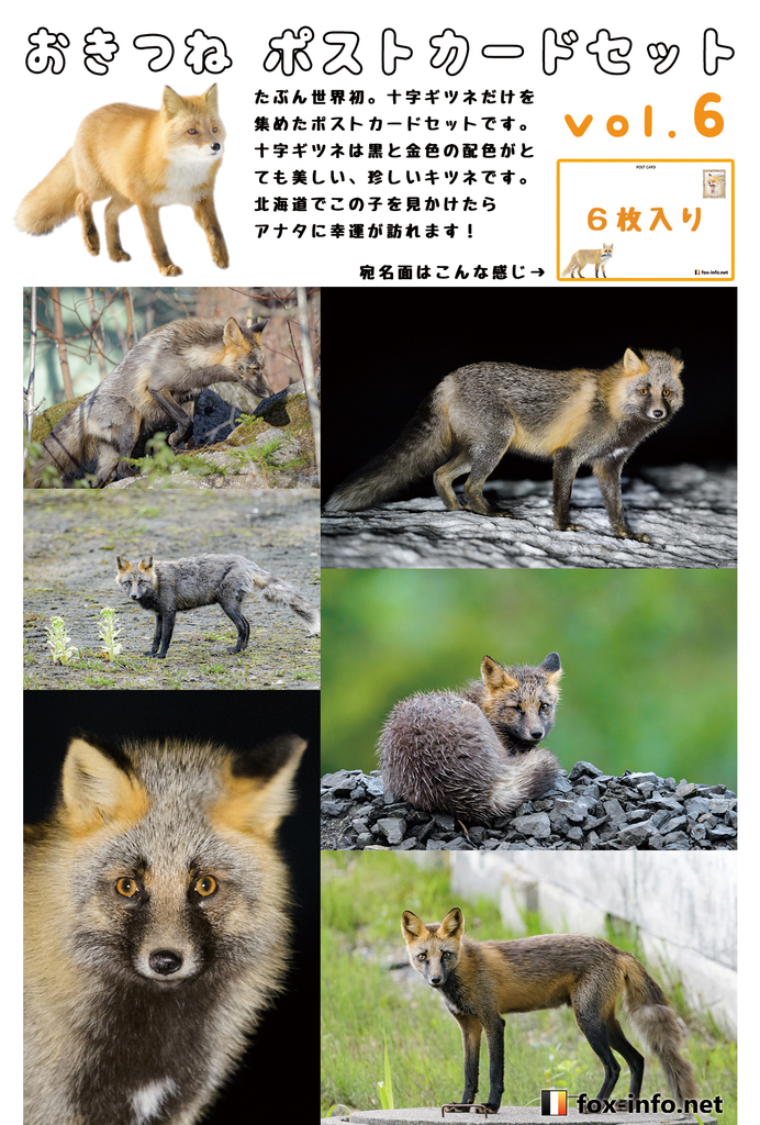 おきつね ポストカード Vol.6 十字ギツネ - fox-info.net | 同人誌通販 