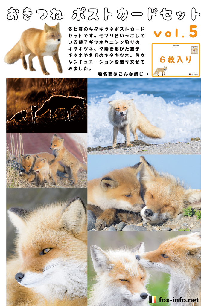 おきつね ポストカード Vol 5 冬と春のキタキツネ Fox Info Net 同人誌通販のアリスブックス